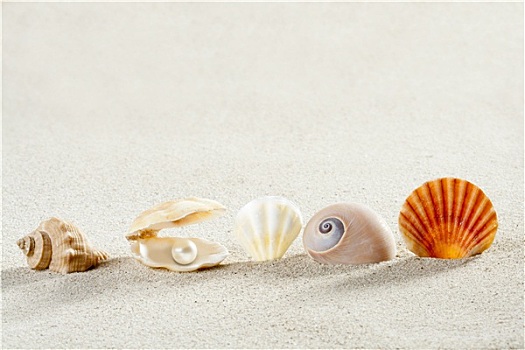 海滩,暑假,背景,壳,珍珠,蛤蜊