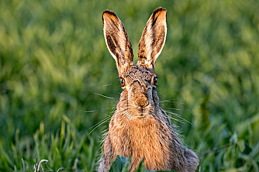 欧洲野兔,湖,国家公园,布尔根兰,奥地利,欧洲