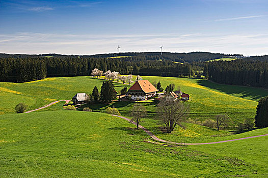农场,靠近,黑森林,巴登符腾堡,德国,欧洲