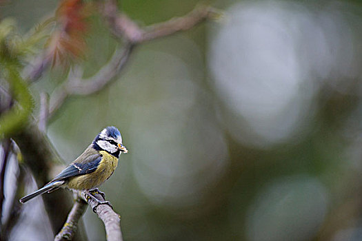 蓝冠山雀,栖息,枝头