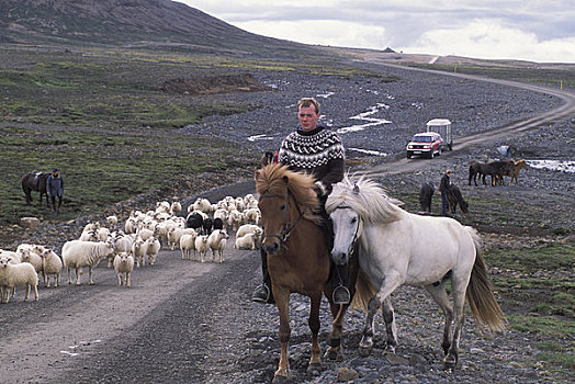冰岛,室内,农民,放牧,绵羊,夏天,草场