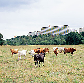 群,母牛,站立,地点,建筑
