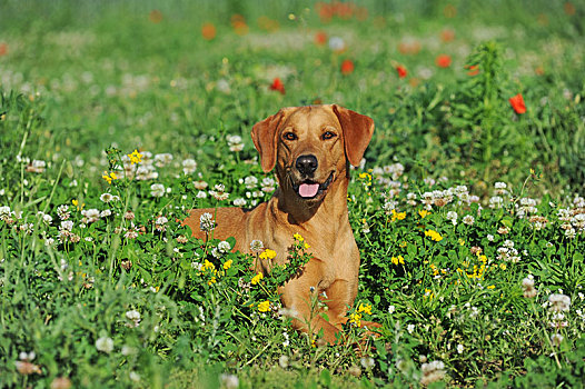 拉布拉多犬,黄色,雌性,卧,花,草地,奥地利,欧洲