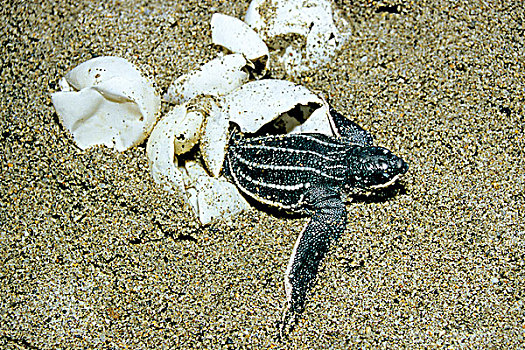 孵化动物,棱皮海龟,棱皮龟,特立尼达,西印度群岛