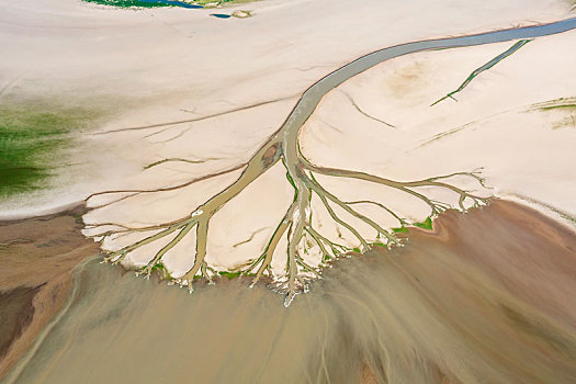 鄱阳湖干旱长出树形