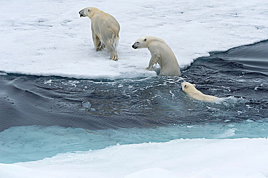 北极熊,两个,幼兽,游泳,浮冰,斯匹次卑尔根岛,岛屿,斯瓦尔巴群岛,挪威,欧洲