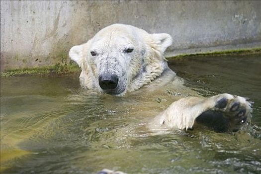 北极熊,动物园,慕尼黑,巴伐利亚
