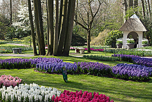 荷兰南部,库肯霍夫公园,春天,花园,风信子,花坛,四月
