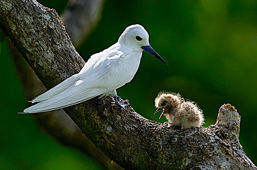 白燕鸥,阿尔巴,幼禽,塞舌尔