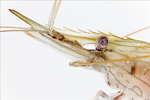 锯齿长臂虾,特写,长度,厘米,赫尔戈兰岛,德国