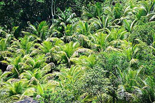 棕榈树,里约热内卢,巴西,南美