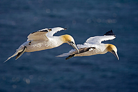 北方,塘鹅,憨鲣鸟,一对,飞,赫尔戈兰岛,德国