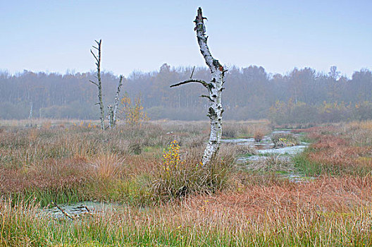 秋天,荷兰,湿地,自然保护区,欧洲