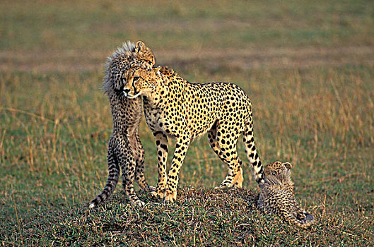 印度豹,猎豹,女性,玩,幼兽,肯尼亚