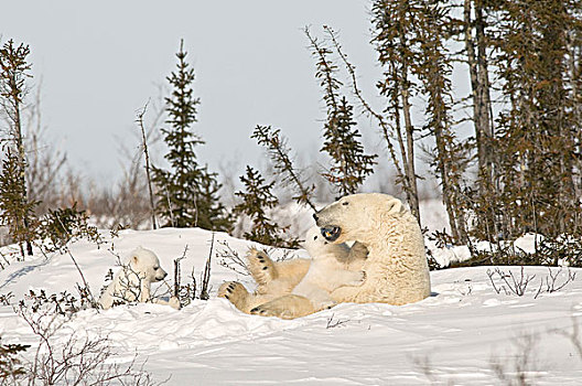 北极熊,幼兽,雪中