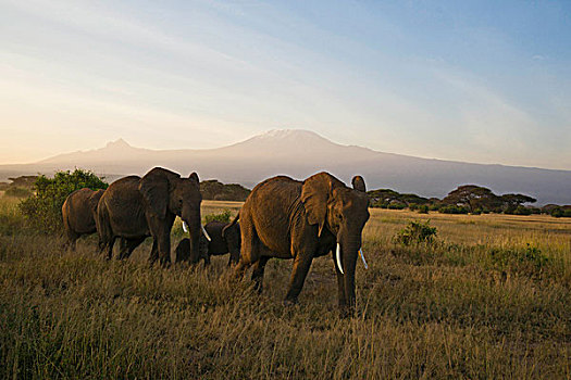 大象,非洲