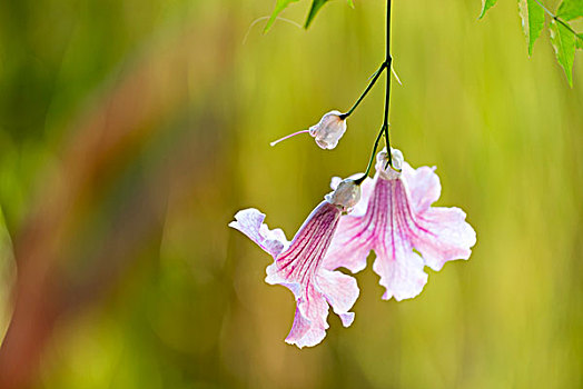 特写,热带花卉,花园,马拉喀什,摩洛哥,北非,非洲