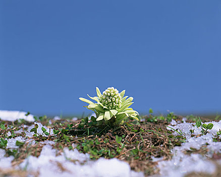 蜂斗叶属植物,芽