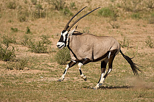 南非,卡拉哈迪大羚羊国家公园,南非大羚羊,羚羊,跑,干枯河床,卡拉哈里沙漠