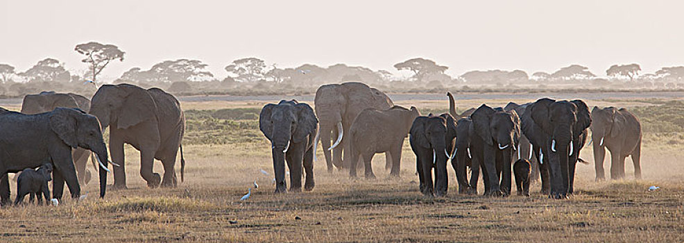 非洲大象053