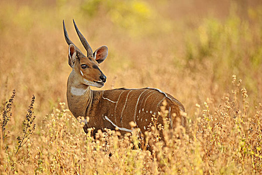 雄性,捻角羚,国家公园,加纳