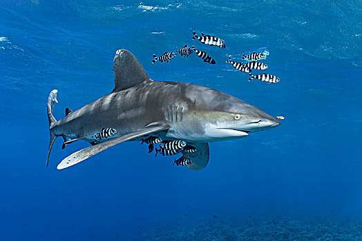 远洋白鰭鯊,长鳍真鲨,围绕,鱼,漂浮,公海,红海,埃及,非洲