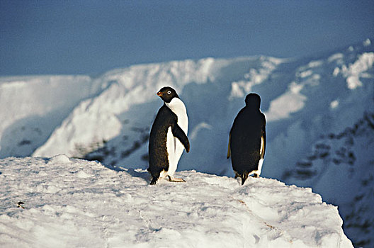 南极,半岛,阿德利企鹅,站立,上面,山,大幅,尺寸