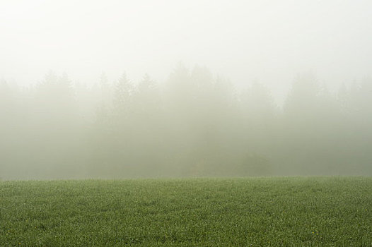 晨雾,树林,背景,萨尔茨堡,奥地利