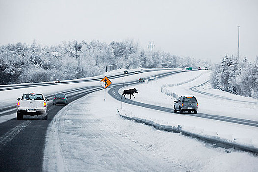 驼鹿,苏厄德公路,靠近,道路,阿拉斯加,冬天