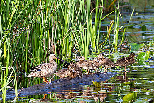 湿地,野鸭,鸭子,小鸭子,绿头鸭