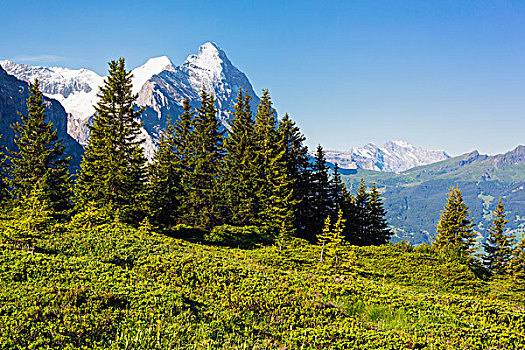 阿尔卑斯草甸,常青树,艾格尔峰,顶峰,远景,伯尔尼阿尔卑斯山,伯恩,瑞士