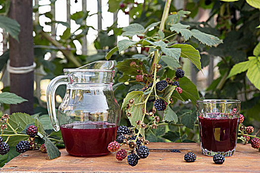 水罐,新鲜,果汁,玻璃杯,桌上,花园,靠近,黑莓,灌木