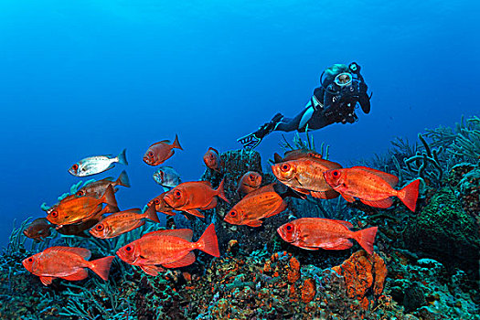 潜水,水下,摄影,摄影师,鱼群,红色,游泳,上方,珊瑚,礁石,小,多巴哥岛,斯佩塞德,特立尼达和多巴哥,小安的列斯群岛,加勒比海