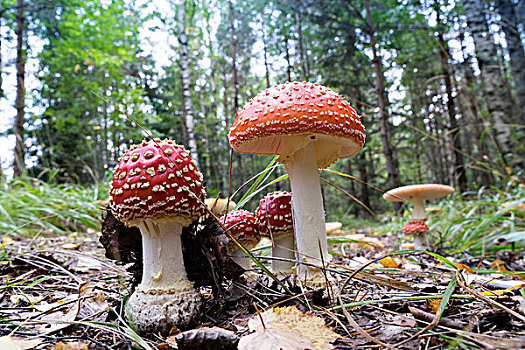伞菌,蘑菇,自然保护区,瑞典,欧洲