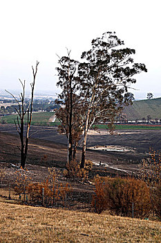 风景,原生态,家,黑色,星期六,林区大火,2009年,钢铁,溪流,维多利亚,澳大利亚