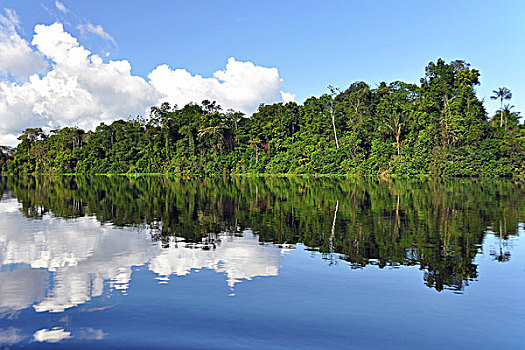树,反射,支流,亚马逊河,自然保护区,巴西,南美