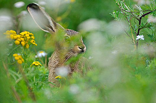 野兔,欧洲野兔,坐,花,北莱茵威斯特伐利亚,德国,欧洲