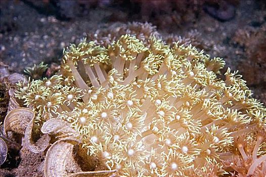 软珊瑚,水下,北苏拉威西省,印度尼西亚