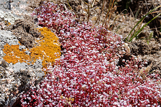红色,虎耳草属植物,萨丁尼亚