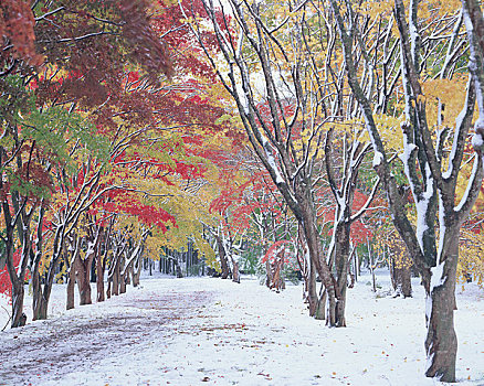 公园,秋叶,雪景