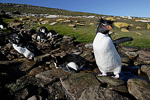凤冠企鹅,南跳岩企鹅,站立,石头,河流,生物群,喝,福克兰群岛