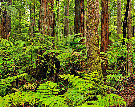 红杉,蕨类,华卡雷瓦雷瓦,树林,靠近,罗托鲁瓦,丰盛湾,北岛,新西兰