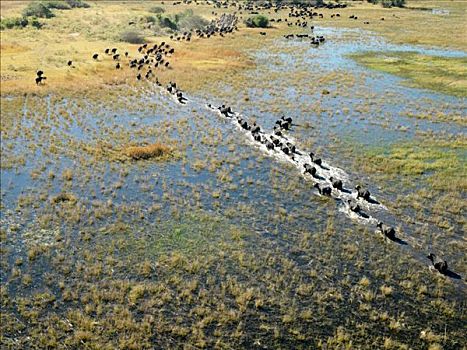 牧群,南非水牛,穿过,河,奥卡万戈三角洲