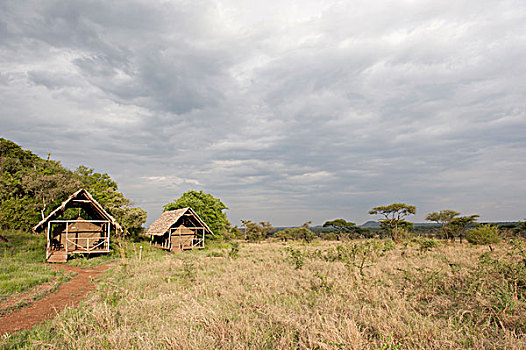 野生,露营,遮盖,帐篷,浩大,大草原,塞伦盖蒂国家公园,坦桑尼亚,东非,非洲