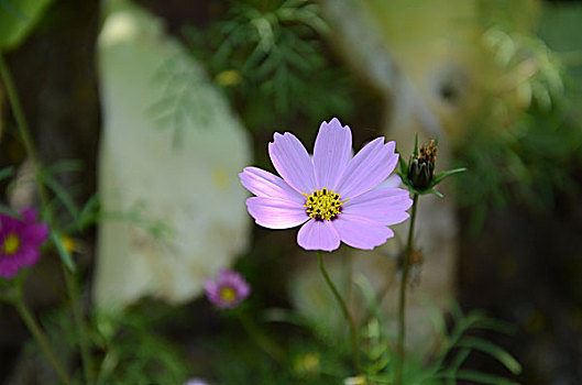 头状花序