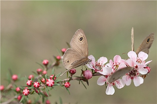 春天,蝴蝶,粉色,澳大利亚,花