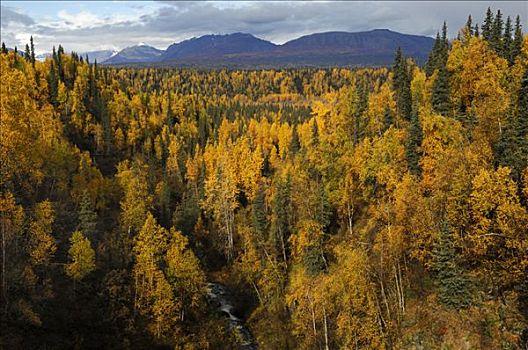 彩色,白杨,杨树,德纳里峰,州立公园,阿拉斯加,美国