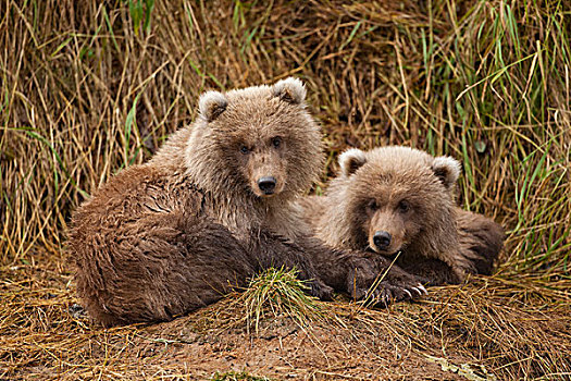 美国,阿拉斯加,卡特麦国家公园,大灰熊,春天,幼兽,棕熊,休息,三文鱼,卵,河流