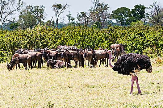 鸵鸟,鸵鸟属,骆驼,牧群,蓝角马,角马,马赛马拉国家保护区,肯尼亚