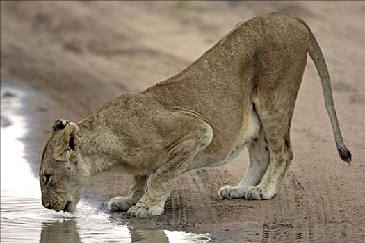 狮子,豹,喝,雌狮,南非